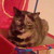 :iconsugarkitty323: