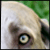 :iconsugarladylou: