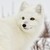 :iconsuger-plum92p9: