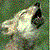:iconsugika: