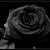 :iconsuicidal-roses: