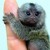 :iconsukitora242: