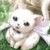 :iconsummer-lemon: