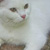 :iconsummercupcakes:
