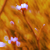 :iconsummerdew: