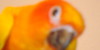 :iconsun-conures: