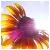 :iconsun-flowers: