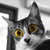 :iconsun79: