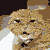 :iconsunami-knukles: