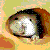 :iconsunatsubu:
