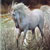 :iconsunburst722: