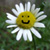 :iconsundaisy: