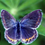 :iconsunflower-bunny: