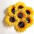 :iconsunflower-daze:
