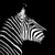 :iconsunflower11: