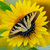 :iconsunflower13098: