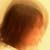 :iconsunflower246246: