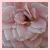:iconsunflower63: