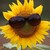 :iconsunflowerchronicles: