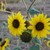 :iconsunflowergirlgraphic:
