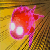 :iconsunflowerjoker: