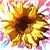 :iconsunflowr: