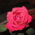 :iconsunkissedheart18: