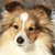 :iconsunny-flamme: