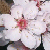 :iconsunnydaze2277: