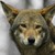 :iconsunrisespiritwolf:
