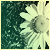 :iconSunshinegirl-1011: