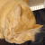 :iconsunstar1: