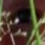 :iconsunstreakedtears: