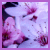 :iconSunVista:
