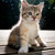 :iconsup314:
