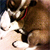 :iconsupameow: