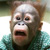 :iconsupamonkey: