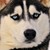 :iconsuper-ferret: