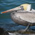 :iconsuper-mega-max-kong: