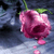 :iconsuperbanana: