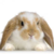 :iconsuperbunnyfan: