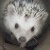 :iconsupercocoa:
