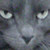 :iconsupercrown: