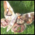 :iconSuperDocious007: