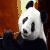 :iconsuperhighpanda: