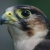 :iconsuperk86:
