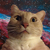 :iconsuperkitty27: