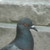 :iconsupernova116: