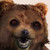 :iconsuperpedobearplz: