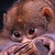 :iconsuperpotto: